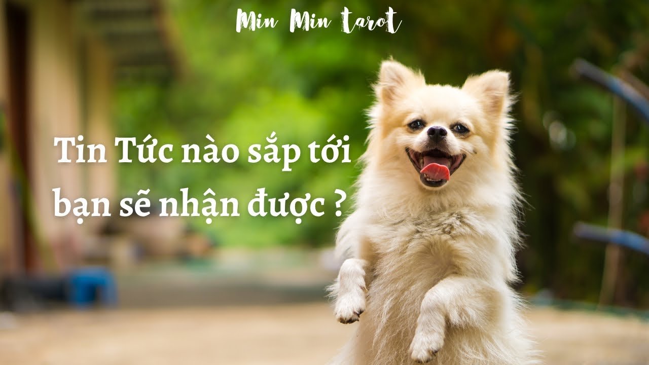 Leia mais sobre o artigo CHỌN 1 TỤ BÀI: TIN TỨC ĐANG TỚI VỚI BẠN LÀ GÌ ? #tarot #tarottinhyeu #tarotcongviec