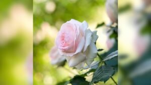 Leia mais sobre o artigo NGƯỜI ĐÓ MUỐN NHẮN NHỦ VỚI BẠN