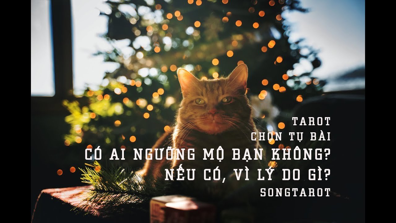 No momento, você está visualizando tarot: chọn tụ bài: có ai ngưỡng mộ bạn không? nếu có, vì lý do gì?