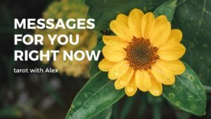 Leia mais sobre o artigo Thông điệp dành cho bạn lúc này – timeless | tarot
