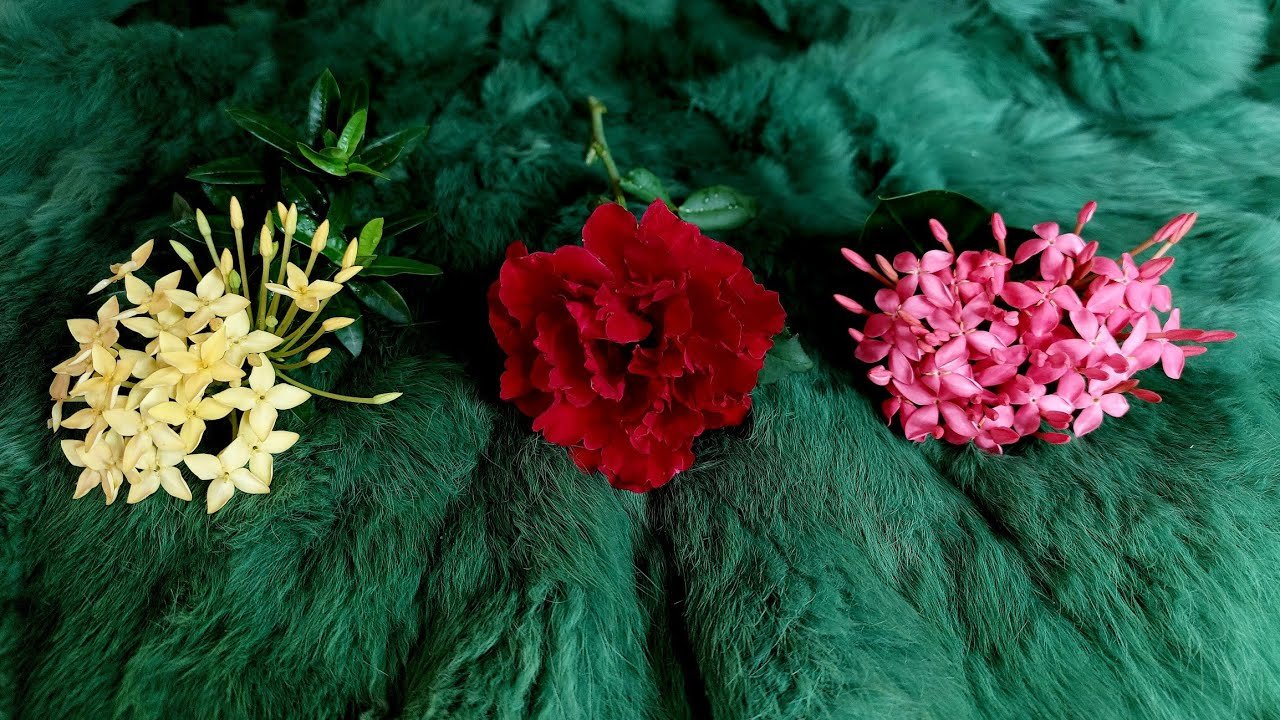 No momento, você está visualizando 🌈PHÉP LẠ NÀO SẮP TÌM THẤY BẠN?@EvelynTarot