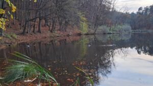 Leia mais sobre o artigo Tarot Portal 11:11 🍄🌛🦂