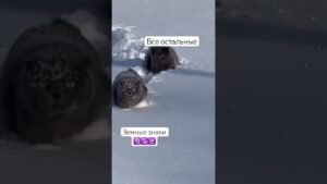 Leia mais sobre o artigo #таро #тароонлайн #tarot