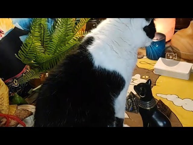 No momento, você está visualizando BASTET PRECISA TE REVELAR ISSO