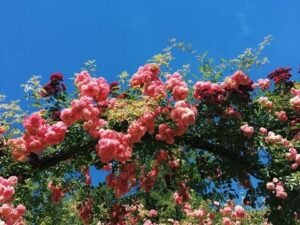 Leia mais sobre o artigo Người mang tới cam kết trọn đời với bạn? | timeless – tarot