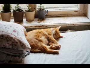 Leia mais sobre o artigo Thông điệp ngẫu nhiên cho bạn ngay lúc này – timeless | tarot