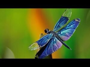 Leia mais sobre o artigo AKLIMDAKI KISI • NEDEN ESRARENGİZ DAVRANIYOR?!