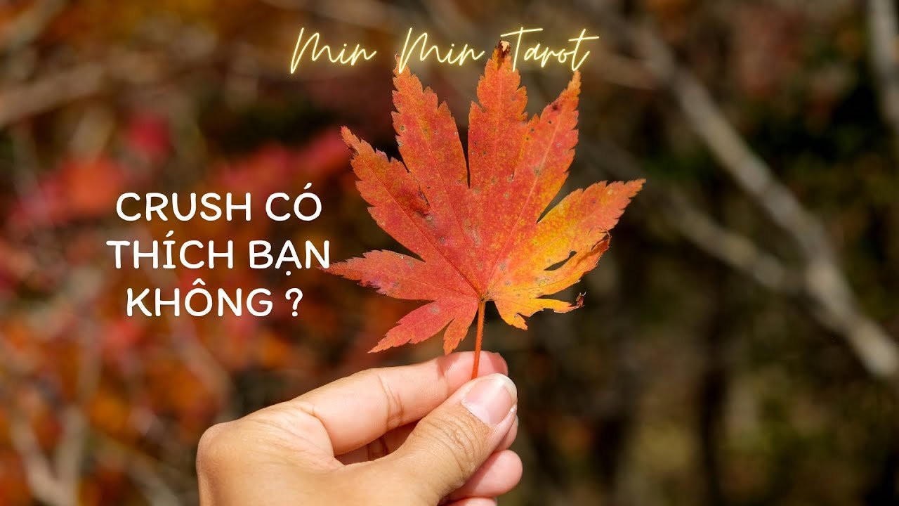 No momento, você está visualizando CHỌN 1 TỤ BÀI: CRUSH CÓ THÍCH BẠN KHÔNG ?