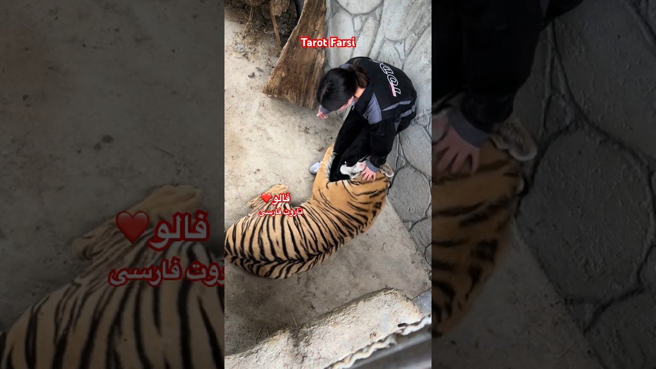 No momento, você está visualizando Farsi Tarot  ‌پای دختر ایرانی در د.هان ببر 😱