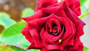 Leia mais sobre o artigo 😳❤️ live tarot reading|1m tarot|tarot live|tarot card reading live|tarot reading live|tarot live now