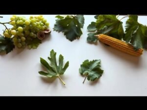 Leia mais sobre o artigo Šta donosi jesen 2024?🍁 Tarot čitanje 🔮