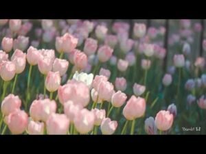 Leia mais sobre o artigo Điều tốt lành nào đang đến với bạn từ giờ tới cuối năm? – timeless | tarot