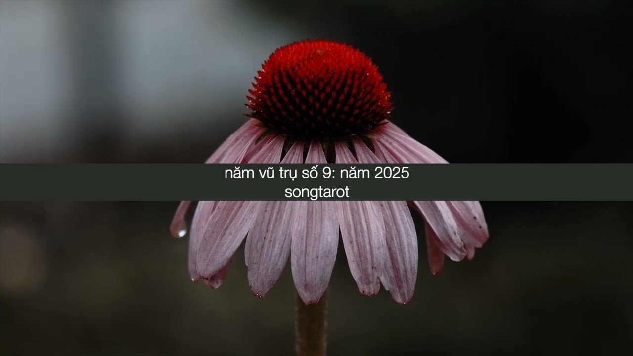 No momento, você está visualizando năm vũ trụ số 9: năm 2025