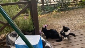 Leia mais sobre o artigo YOKLUĞUNDA ANLADIM SENİ, BÖYLE BİLMESEN BENİ. 🌷 Aklımdaki Kişi