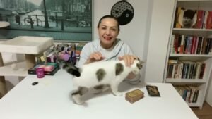 Leia mais sobre o artigo ♥️AKLINDAKİ KİŞİ İLE OLASI SÜREÇTE NE YAŞAYACAKSINIZ ? #tarot #tarotfali #aklımdakikişitarot #aşkfa