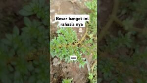 Leia mais sobre o artigo besar banget ini rahasia nya#shorts #shortvideo #tarot #tarotreading