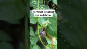 Leia mais sobre o artigo ternyata keluarga nya sudah tau#shorts #shortvideo #tarot #tarotreading