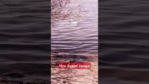 Leia mais sobre o artigo Что будет скоро #online #tarot #таро