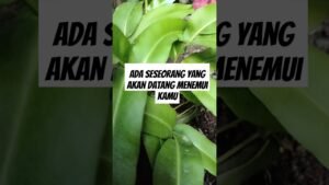 Leia mais sobre o artigo ada seseorang yang akan datang menemui kamu#shorts #shortvideo #tarot #tarotreading