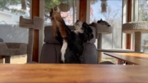 Leia mais sobre o artigo ALL SIGNS TAROT ✨ CURRENT ENERGIES CHECK IN,No Clarification (Weekend, APRIL 25TH – 27TH)