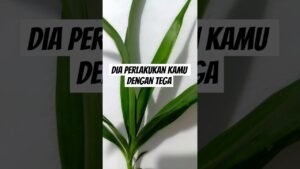 Leia mais sobre o artigo dia perlakukan kamu dengan tega #shorts #shortvideo #tarot #tarotreading