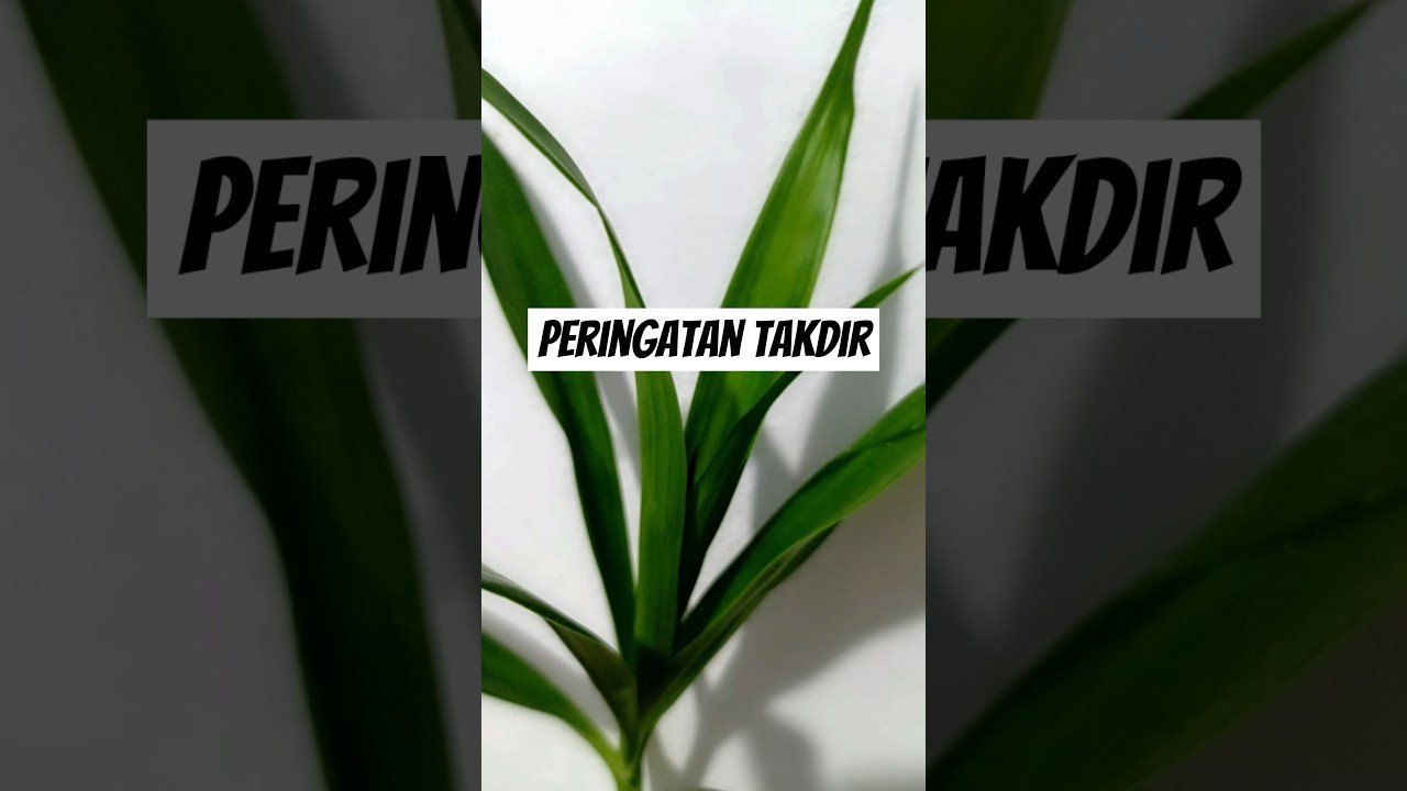 No momento, você está visualizando peringatan takdir#shorts #shortvideo #tarot #tarotreading