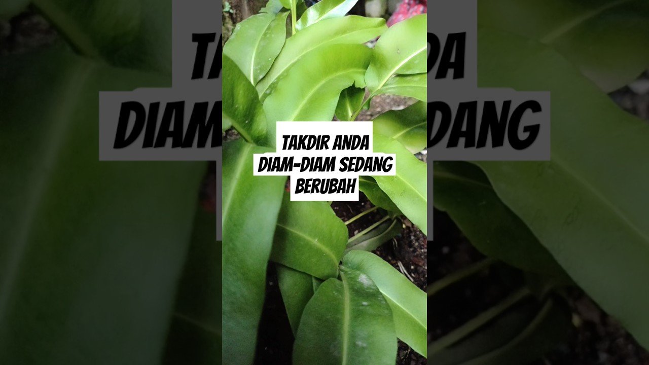 No momento, você está visualizando takdir anda diam-diam sedang berubah#shorts #shortvideo #tarot #tarotreading