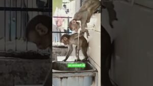 Leia mais sobre o artigo बेजुबान #shortvideo #viral #viralvideo #viralshorts #tarot #money  #cutebaby #cutmonkey