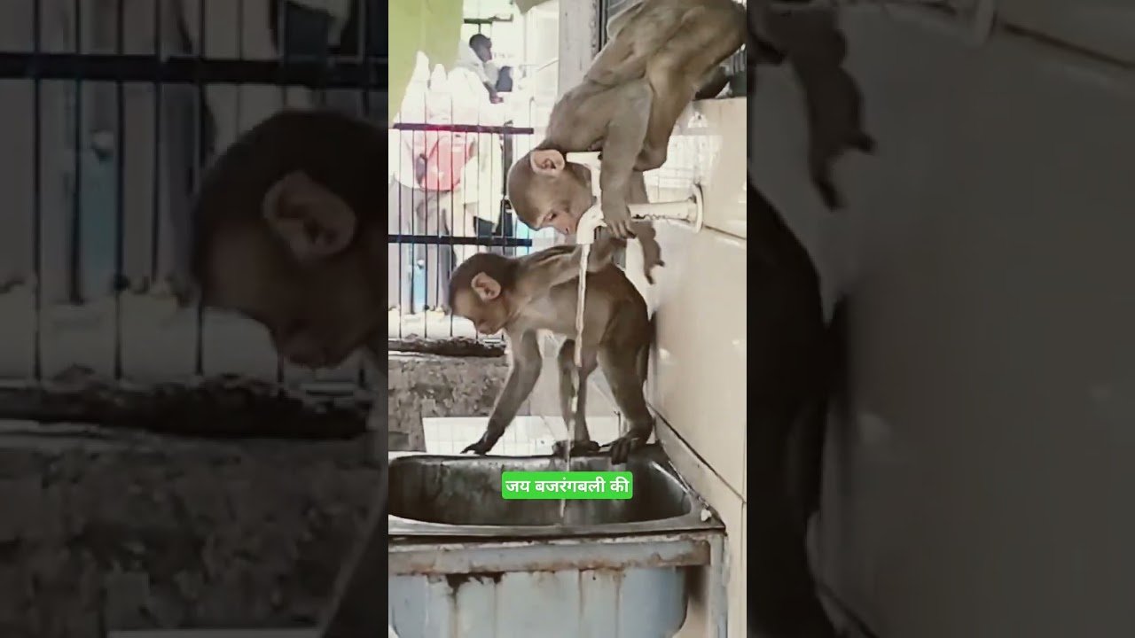 No momento, você está visualizando बेजुबान #shortvideo #viral #viralvideo #viralshorts #tarot #money  #cutebaby #cutmonkey