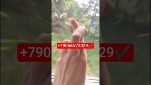 Leia mais sobre o artigo подпишись✅ для энергообмена✅ расклад what’sapp и telegram #таро #благословение #tarot #гороскоп