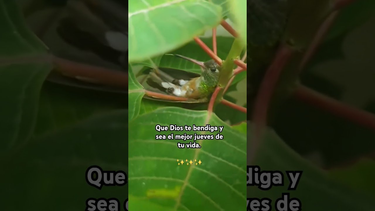 No momento, você está visualizando Hola ! #canalizacion #amor #tarot #manifestation #dios #love #music #video #viralshorts #shorts