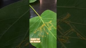 Leia mais sobre o artigo Remedy for any problem #anubhagupta #tarot #hanumanji #remedy  #anubhagupta07  #anubhagupta07 #ram