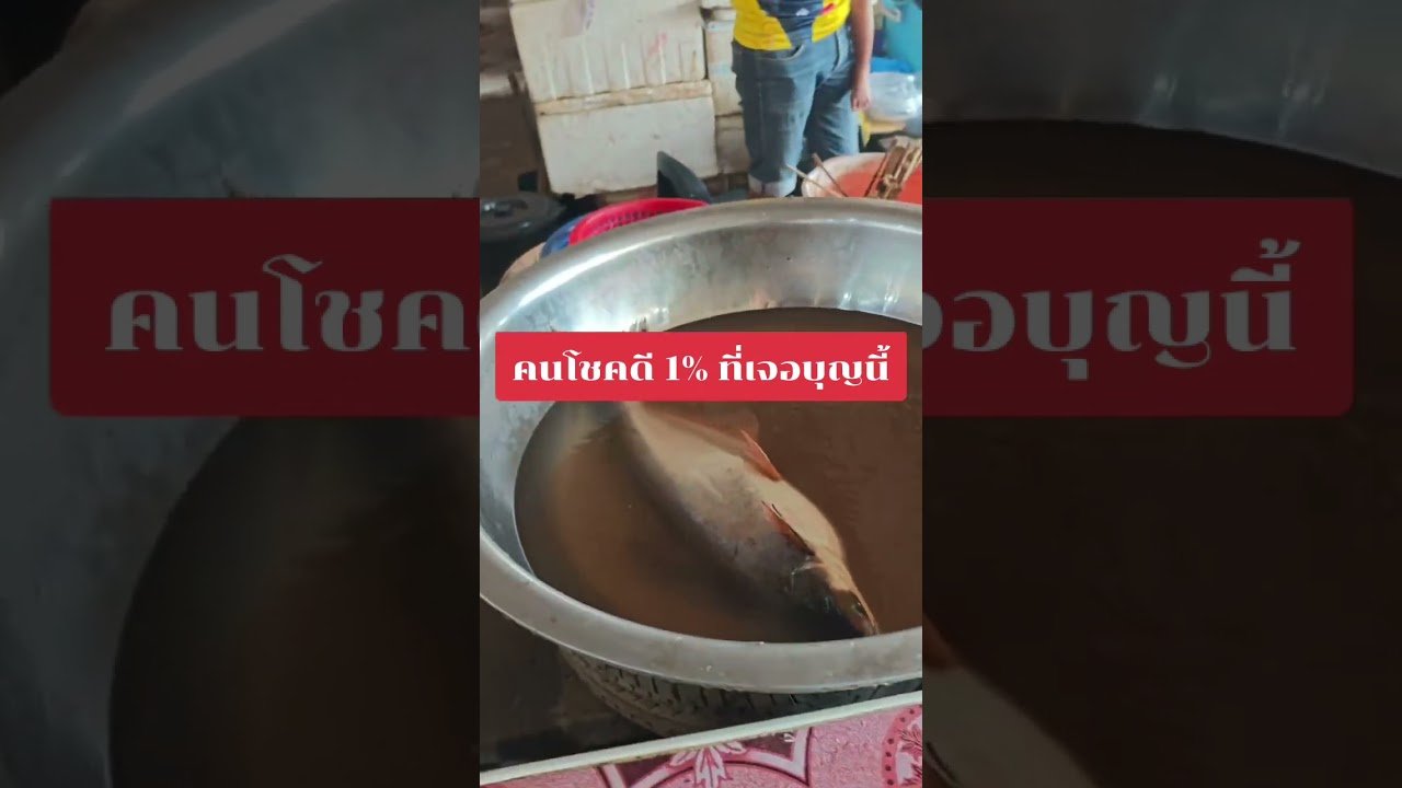 No momento, você está visualizando คนโชคดี 1% ที่เจอบุญนี้ #tarot #ดูดวง @user-geed289