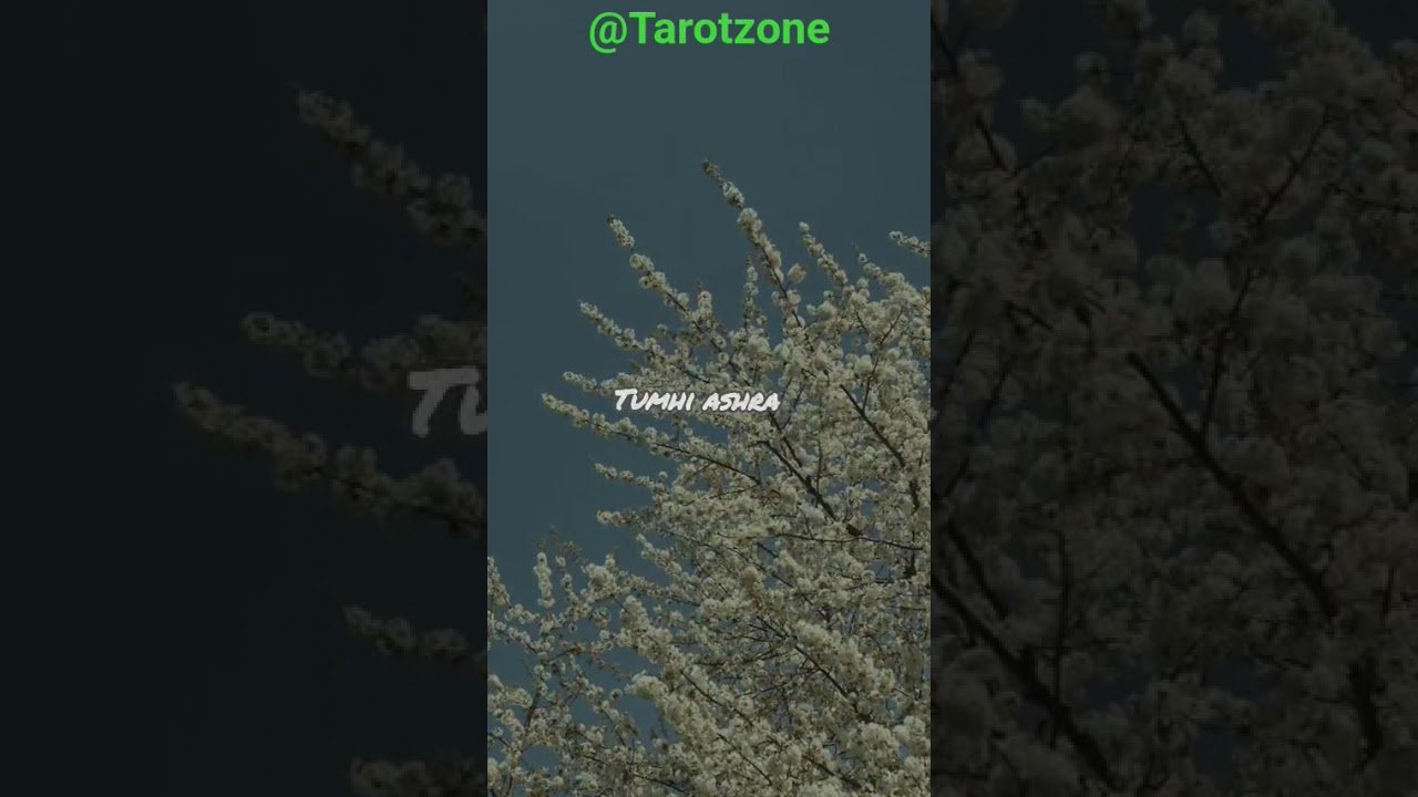 No momento, você está visualizando Kabhi sun to zarra #love #lovereading #lovesong #divine #tarot #tarotreading #kabhisuntozara