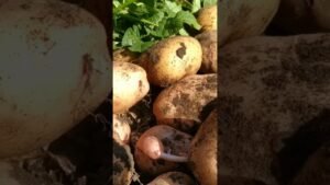 Leia mais sobre o artigo сорт картоплі який завжди виручає, навіть якщо неврожайний рік ❤️ #tarot #талисмантаро #таро #мастер