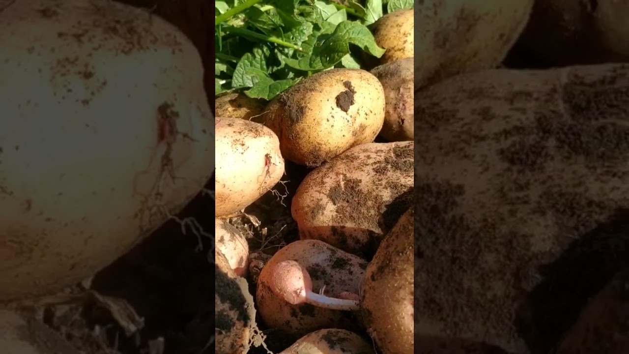 No momento, você está visualizando сорт картоплі який завжди виручає, навіть якщо неврожайний рік ❤️ #tarot #талисмантаро #таро #мастер