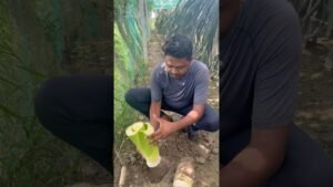 Leia mais sobre o artigo কচু থেকে আবার কচু তৈরি #agriculture #farmers #tarot