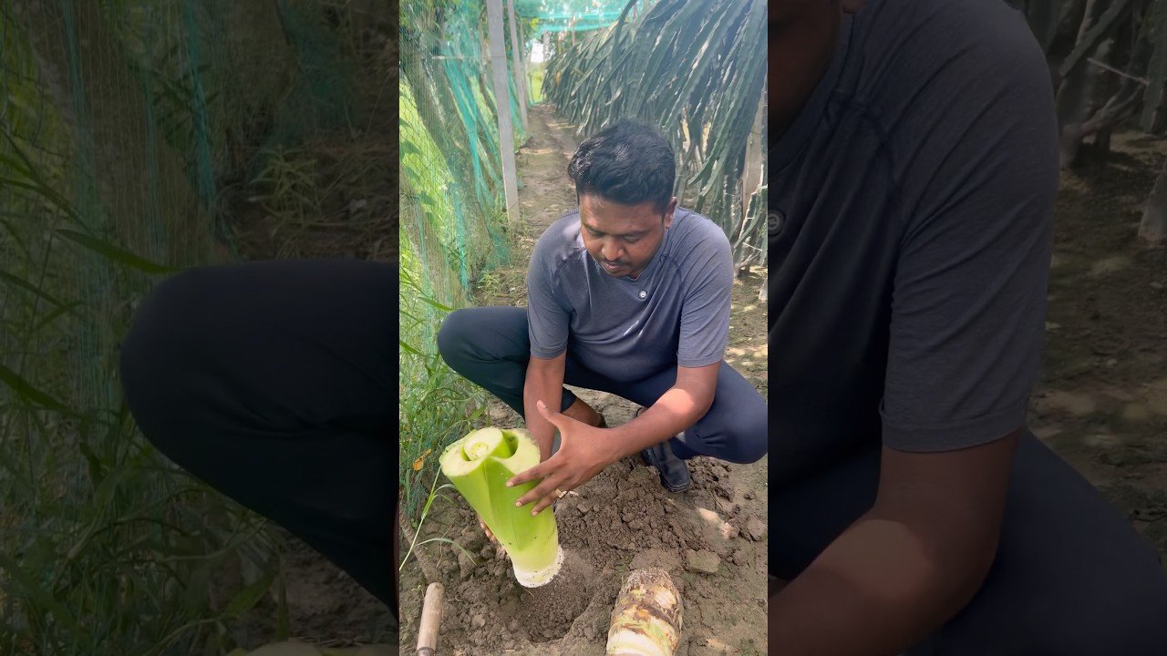No momento, você está visualizando কচু থেকে আবার কচু তৈরি #agriculture #farmers #tarot
