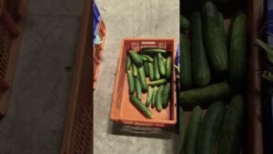 Leia mais sobre o artigo Hara sabji Khai Hai sharir ko shuddh rakhi hai#tarot #facts