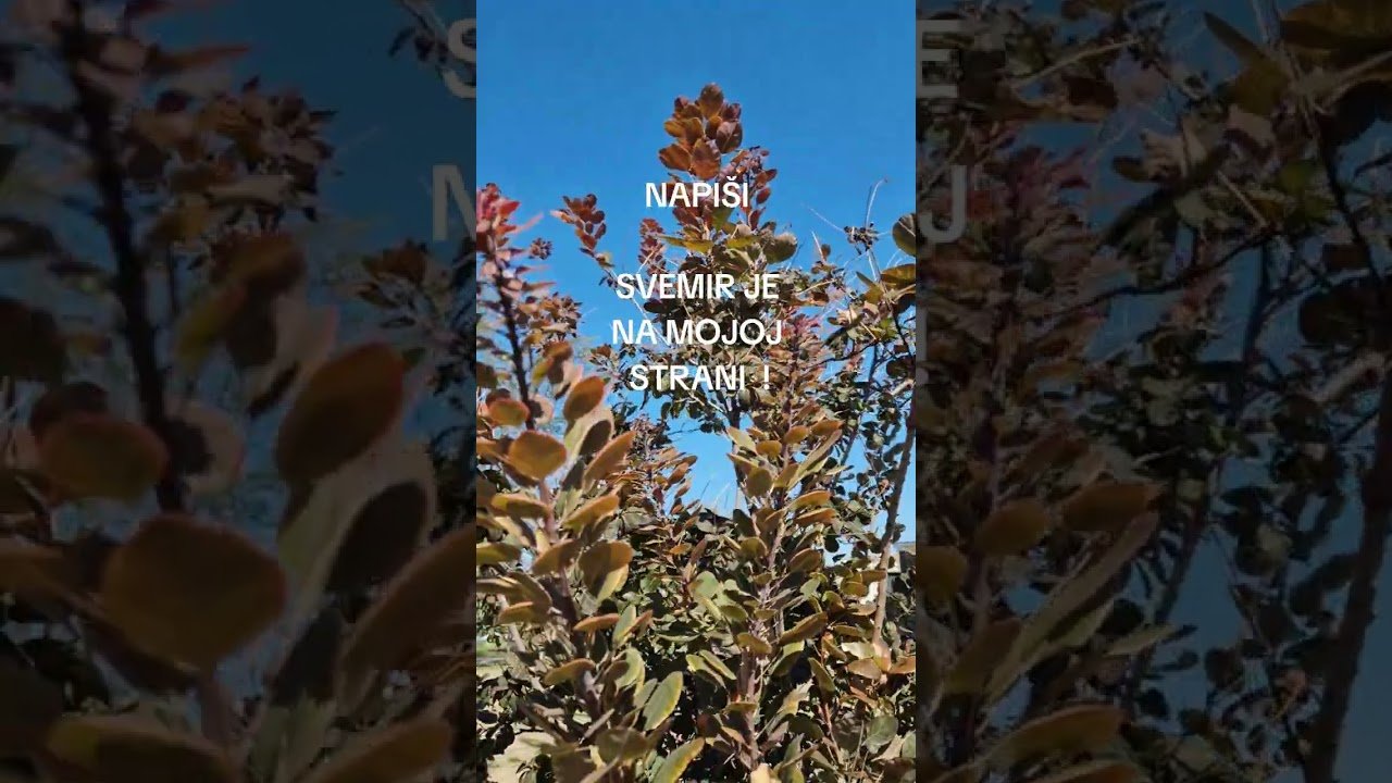 No momento, você está visualizando POZITIVNA PORUKA DANA ZA TEBE 🧡 ENERGIJA SREĆE I DOBITKA ASTRO TAROT HOROSKOP LJUBAV VIRAL VIDEO