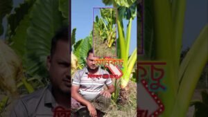 Leia mais sobre o artigo মানকচু এই নিয়মে চাষ করুন।#কৃষি #gianttree #farmlife #মানকচু #tarot #tips #farming #natural #farmer