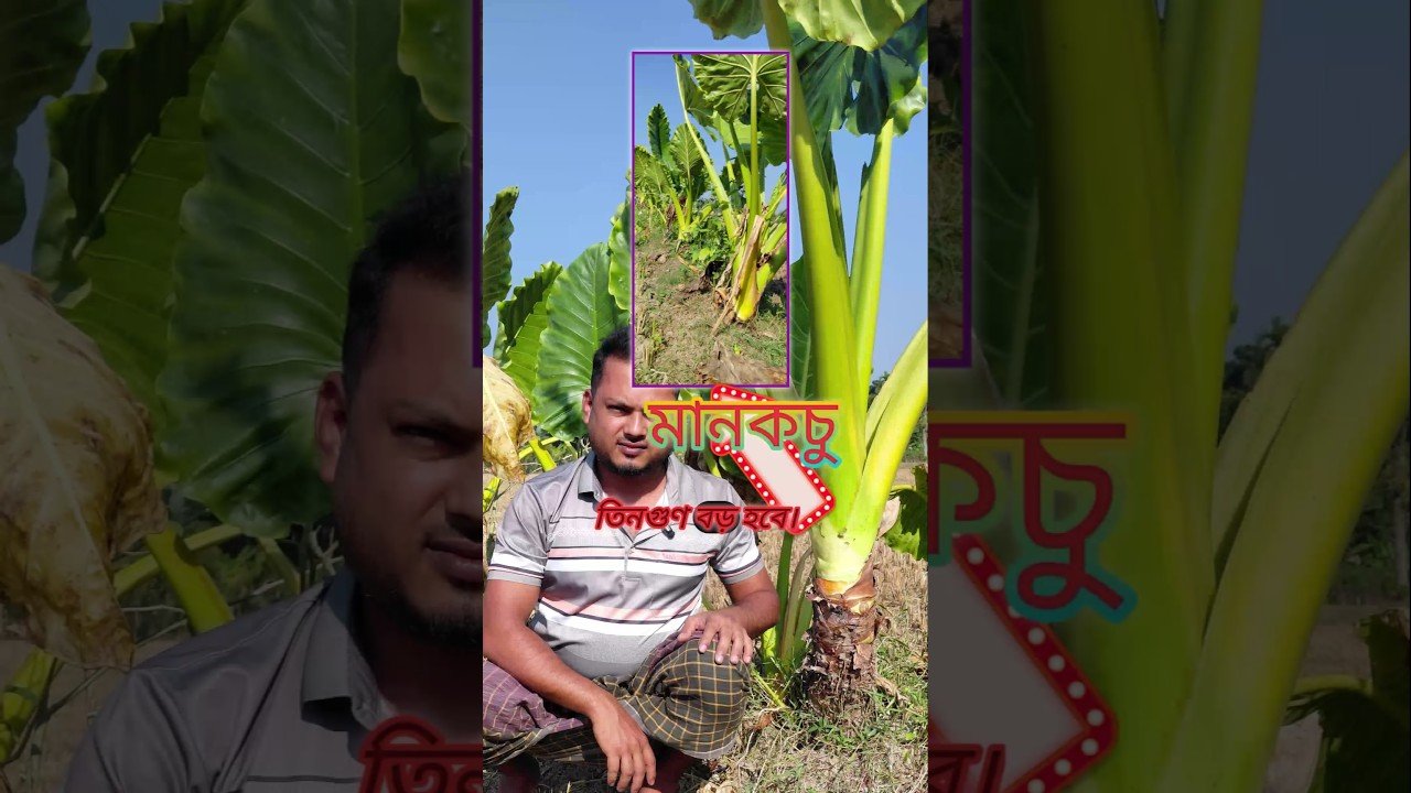 No momento, você está visualizando মানকচু এই নিয়মে চাষ করুন।#কৃষি #gianttree #farmlife #মানকচু #tarot #tips #farming #natural #farmer