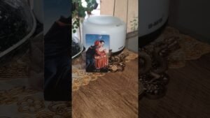 Leia mais sobre o artigo #peixes #shots #november #peixe #peixesnoamor #peixes_outubro_2025 #todosossignos #tarot