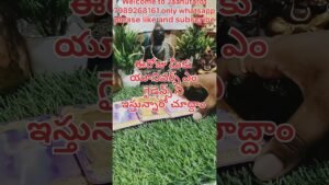Leia mais sobre o artigo ఈరోజు మీకు యూనివర్స్ ఏం గైడెన్స్ ని ఇస్తున్నారో చూద్దాం#tarot #viral #blessings