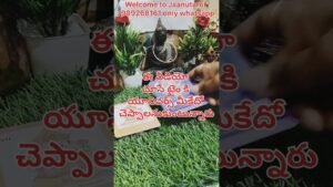 Leia mais sobre o artigo ఈ వీడియో చూసే టైం కి యూనివర్స్ మీకు ఏం గైడెన్స్ ని పంపుతున్నారో చూద్దాం#tarot #viral