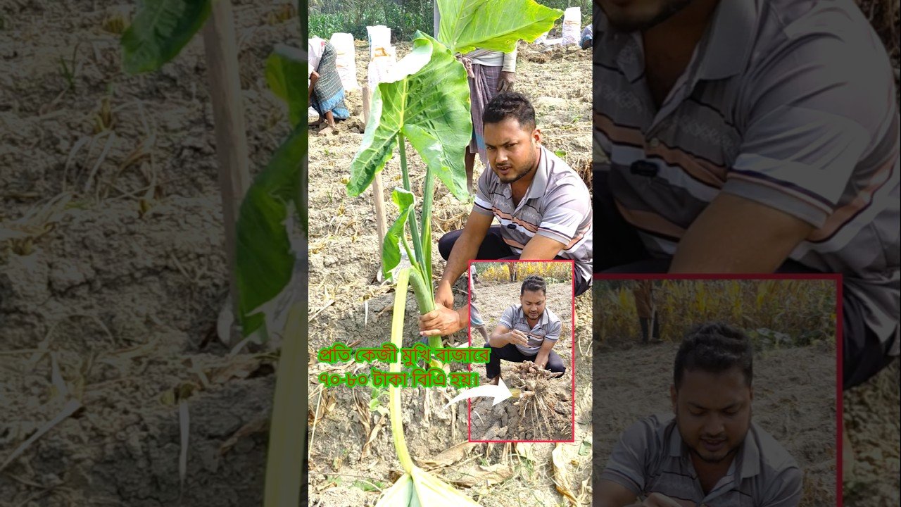 No momento, você está visualizando দস্তা কচু গাছের মুখি।#tarot #farmlife #agriculture #taro #nature #soil #farming #natural #কৃষি