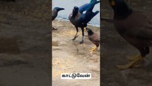 Leia mais sobre o artigo #சமநிலை தவறான #crow vs myna# #trending #funny #tarot  #shortvideos #shorts#trending