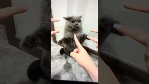 Leia mais sobre o artigo #tarot #fortunetelling#banya#amanya