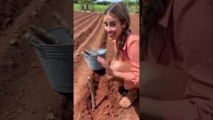 Leia mais sobre o artigo Vai plantar o que ??? 😳😳😳 #vidanaroça #tarot #tarotcards #cartomante