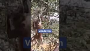 Leia mais sobre o artigo Vrindavan #love #brijbihari #brijbihari #tarot #hinduscripture #bhajan #ganga #vrindavanmarg